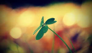 热刺主场压哨绝杀，夺得三分